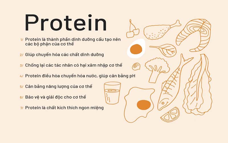 Tác dụng của Protein với cơ thể