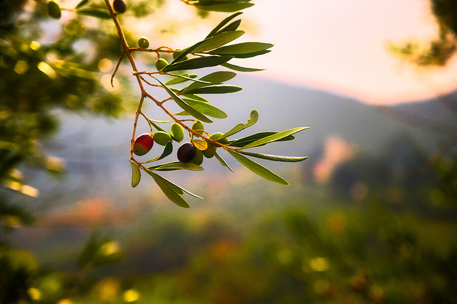 Oliu là một loại cây có nguồn từ vùng đất Địa Trung Hải