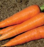 Những công dụng của cà rốt đến sức khỏe mà bạn chưa biết