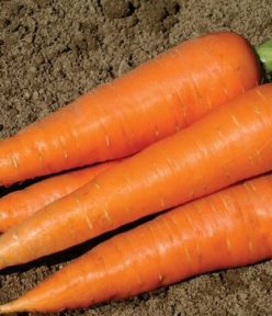 Những công dụng của cà rốt đến sức khỏe mà bạn chưa biết